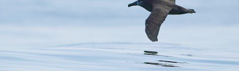 銚子沖にて（４）～クロアシアホウドリ