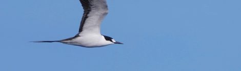 小笠原の海鳥ツアー（２）～セグロアジサシ
