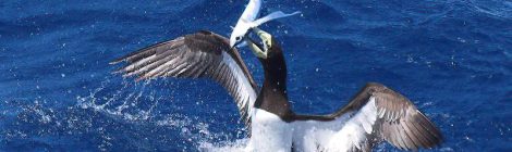 小笠原の海鳥ツアー（３）～カツオドリ