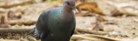 小笠原の海鳥ツアー（５）～近すぎる亜種アカガシラカラスバト