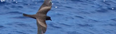 小笠原の海鳥ツアー（６）～チャーター船よりクロウミツバメ等