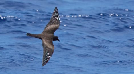 小笠原の海鳥ツアー（６）～チャーター船よりクロウミツバメ等