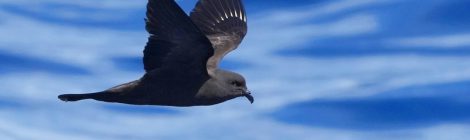 小笠原の海鳥ツアー（８）～クロウミツバメ満喫