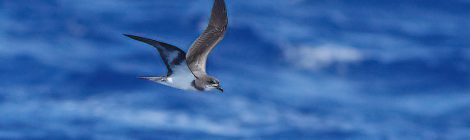 小笠原の海鳥ツアー（７）～シロハラミズナギドリ