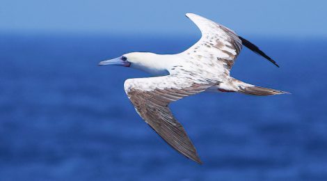 小笠原の海鳥ツアー（９）～アカアシカツオドリ黒尾白色型
