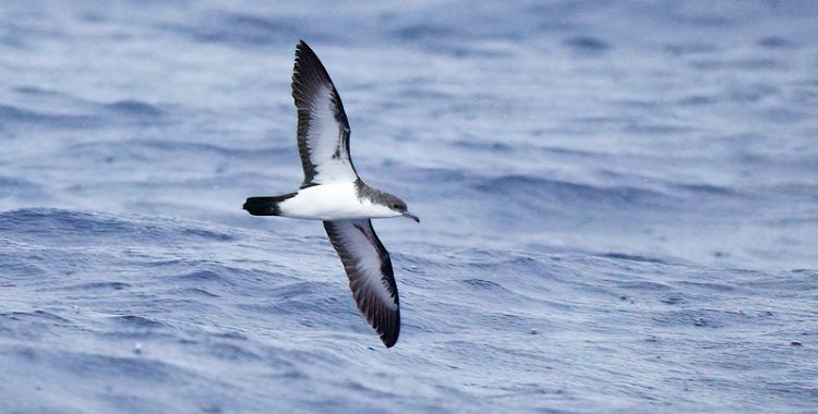 小笠原の海鳥ツアー（１２）～オガサワラミズナギドリ