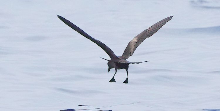 小笠原の海鳥ツアー（１３・了）～雨のクロウミツバメとシロハラミズナギドリ