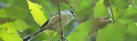 森の小鳥たち～エナガ、キビタキ、ヤマガラ