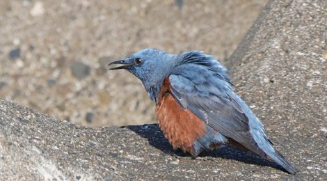 海辺にてイソヒヨドリたち