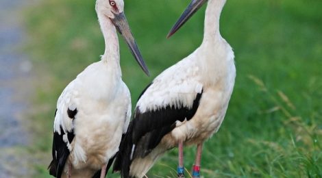 ご近所にコウノトリ夫婦