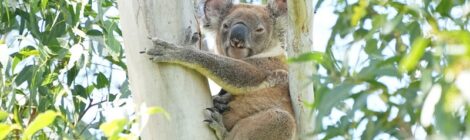 オーストラリア（１）クーンババ国立公園～コアラ、カンガルーなど