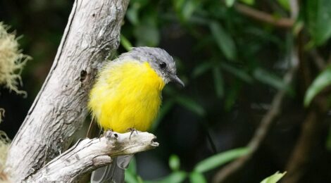 オーストラリア（３）ラミントン国立公園～ヒガシキバラヒタキ