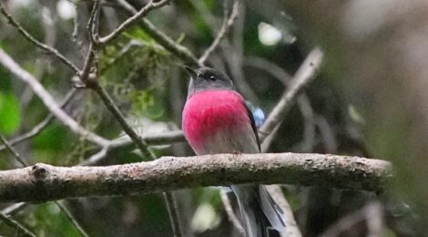 オーストラリア（５）ラミントン国立公園～ハイイロサンショクヒタキ