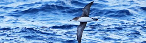 オーストラリア（１３）外洋海鳥調査船～ニュージーランドミズナギドリ