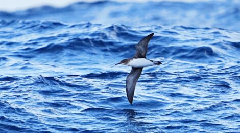 オーストラリア（１３）外洋海鳥調査船～ニュージーランドミズナギドリ