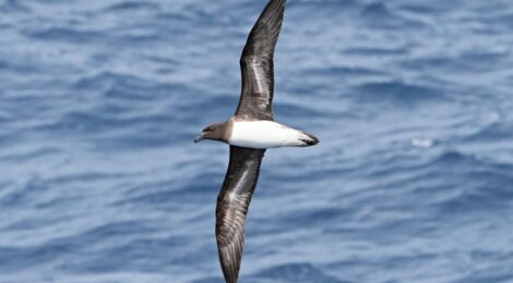 オーストラリア（１４）外洋海鳥調査船～セグロシロハラミズナギドリ