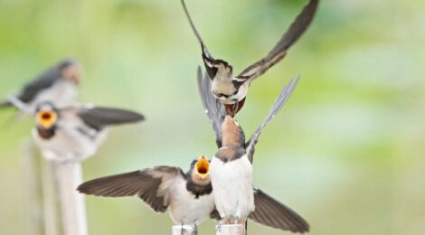 晩春の佐賀（５・了）ツバメ、コウノトリ、ウズラシギなど