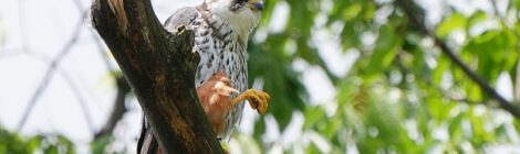 長野県・チゴハヤブサの夫婦