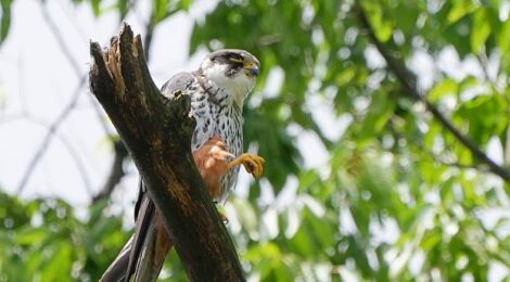 長野県・チゴハヤブサの夫婦