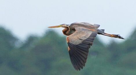 記録：涸沼のムラサキサギ成鳥