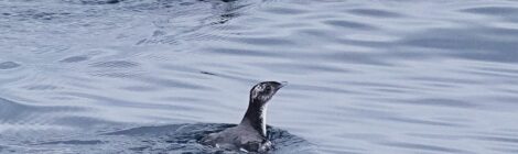 夏の北海道周遊（１）大洗→苫小牧航路