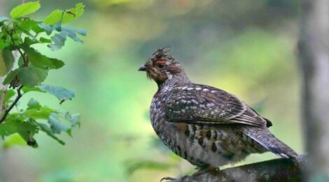 夏の北海道周遊（５）初見のエゾライチョウ