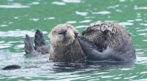 夏の北海道周遊（６）落石クルーズのラッコ親子、オジロワシ、ウトウ