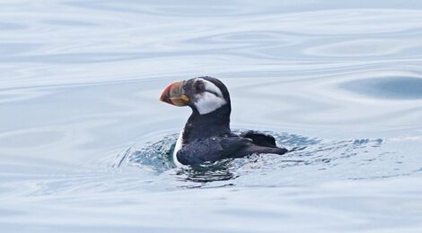 夏の北海道周遊（７）落石クルーズのツノメドリ、初見のチシマウガラス