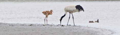 夏の北海道周遊（８）野付半島のタンチョウ、ショウドウツバメの巣