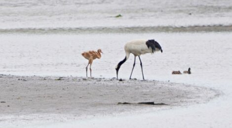 夏の北海道周遊（８）野付半島のタンチョウ、ショウドウツバメの巣