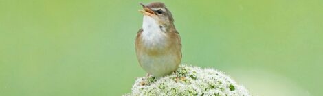 夏の北海道周遊（９）原生花園めぐりでシマセンニュウ、ノゴマ、ノビタキ