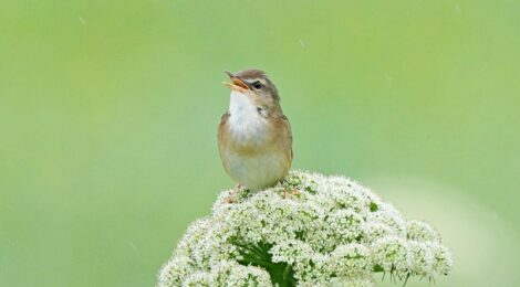 夏の北海道周遊（９）原生花園めぐりでシマセンニュウ、ノゴマ、ノビタキ