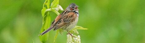 夏の北海道周遊（１０）サロベツ原生花園～ホオアカ、ノビタキ