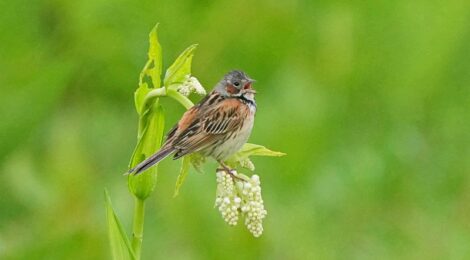 夏の北海道周遊（１０）サロベツ原生花園～ホオアカ、ノビタキ