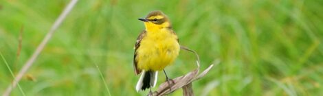 夏の北海道周遊（１１・了）サロベツ原生花園のツメナガセキレイ