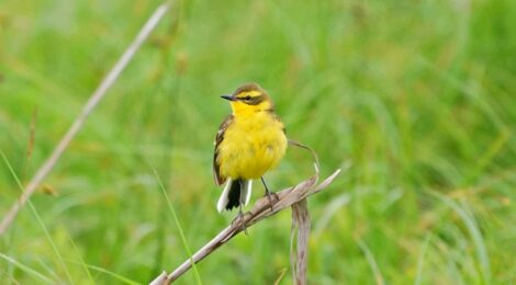 夏の北海道周遊（１１・了）サロベツ原生花園のツメナガセキレイ