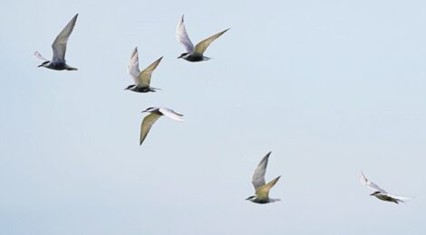 霞ヶ浦近くのクロハラアジサシ、アマサギ、コチドリ