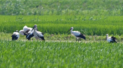 コウノトリによく会う日～霞ヶ浦で1羽、涸沼で6羽