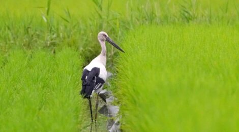 涸沼のコウノトリ、休耕田のコサギなど