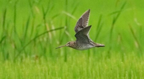 涸沼のオオジシギ初認、ツバメ2番子巣立つ