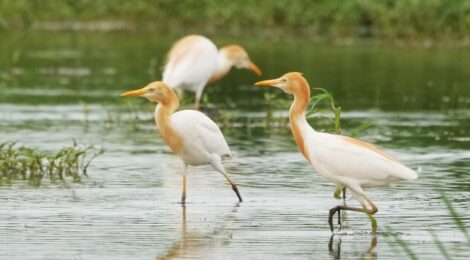 休耕田のアマサギたち