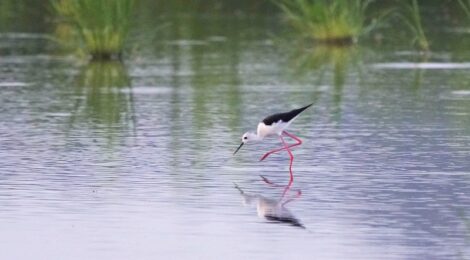 涸沼にてセイタカシギ、ノスリなど