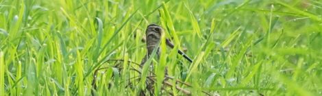 涸沼にてオオジシギ、タカブシギ、タヌキたち