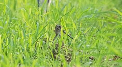 涸沼にてオオジシギ、タカブシギ、タヌキたち