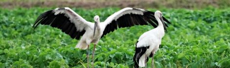 涸沼の水張り田んぼのコウノトリ