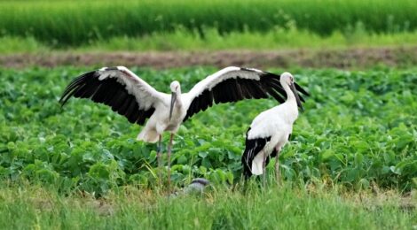 涸沼の水張り田んぼのコウノトリ