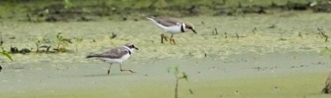 水辺のコチドリ、タカブシギ