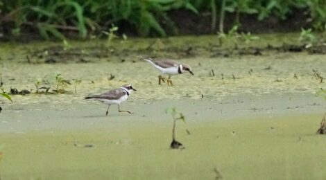 水辺のコチドリ、タカブシギ