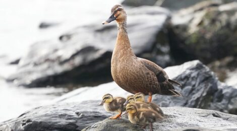 海辺のカルガモ親子、キアシシギ、シノリガモ