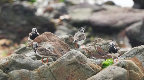 渡ってきたキョウジョシギ、メダイチドリ、コチドリ